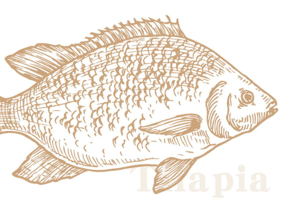 Tilapia
