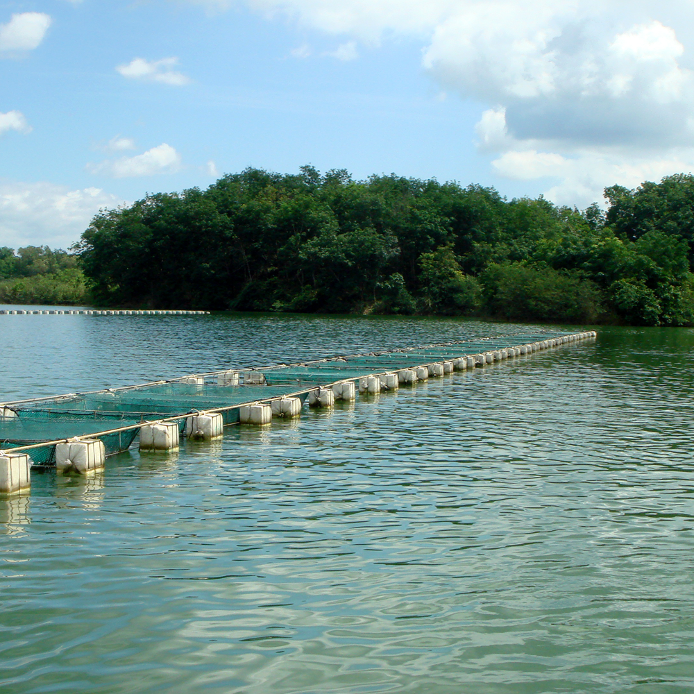Tilapia